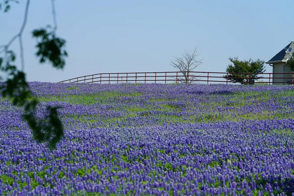 Prado Con Flores Silvestres Bluebonnet Floreciendo Durante Primavera —  Fotos de Stock