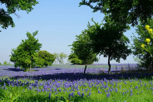 Bahar Süre Boyunca Çiçek Açan Bluebonnet Kır Çiçekleri Ile Çayır — Stok fotoğraf