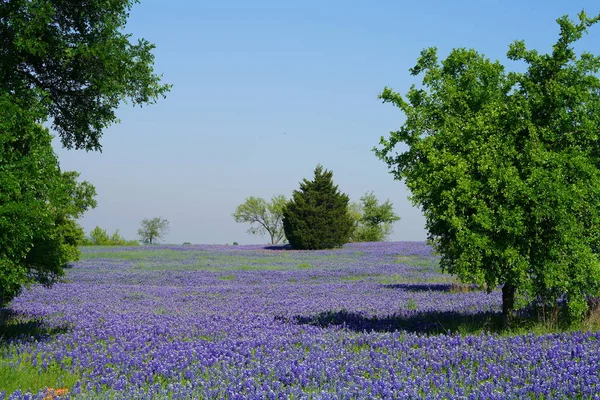 Äng Med Bluebonnet Blommor Blommar Våren — Stockfoto