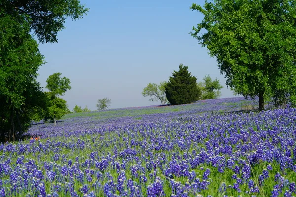 Bahar Süre Boyunca Çiçek Açan Bluebonnet Kır Çiçekleri Ile Çayır — Stok fotoğraf