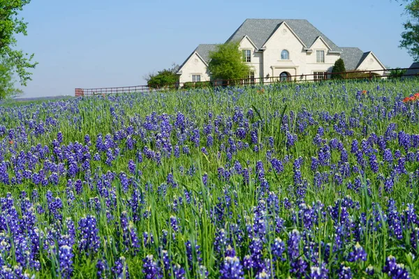 Büyük ülke ev Ennis, Texas yakınındaki Bluebonnet kır çiçekleri alan ile
