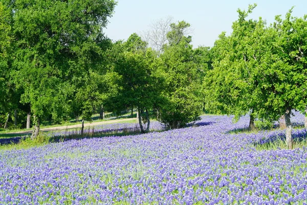 Rét Bluebonnet Vadvirágok Során Tavasszal Virágzó — Stock Fotó