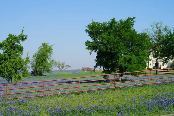 Prado Com Bluebonnet Flores Silvestres Florescendo Durante Primavera — Fotografia de Stock