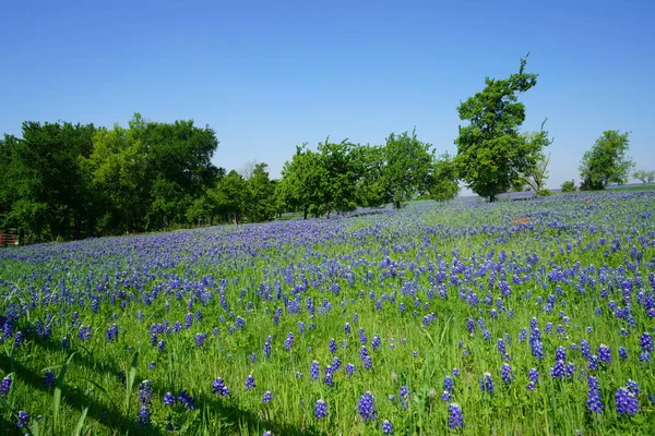 Rét Bluebonnet Vadvirágok Során Tavasszal Virágzó — Stock Fotó