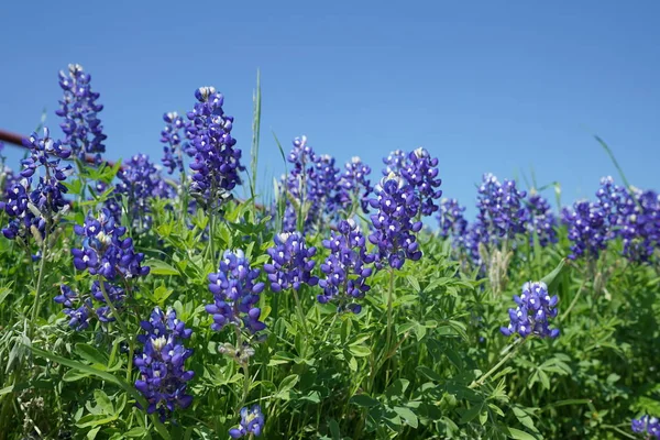 Κλείνω Πάνω Θέα Του Τέξας Bluebonnet Αγριολούλουδα Κατά Διάρκεια Του — Φωτογραφία Αρχείου