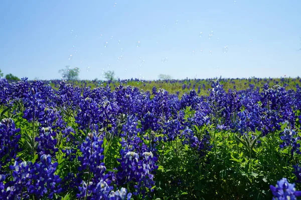 Zár Megjelöl Kilátás Texas Bluebonnet Wildflowers Tavaszi Időszakban — Stock Fotó