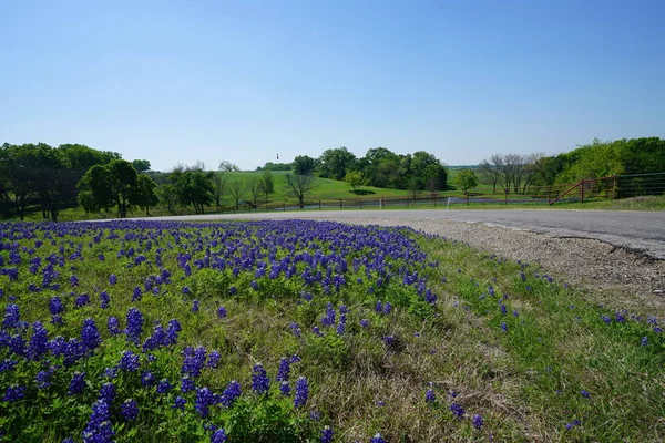 Vue Depuis Une Route Campagne Isolée Texas Avec Bluebonnet Wildflowers — Photo