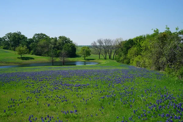 Texas Bluebonnet kır çiçekleri ile tam Bloom bahar mevsimi sırasında kırsalında nehir