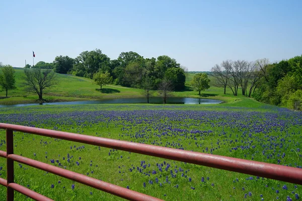 Clôture Rivière Campagne Avec Texas Bluebonnet Fleurs Sauvages Pleine Floraison — Photo