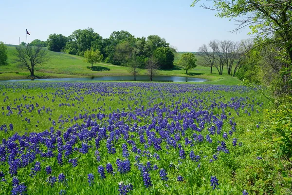 Texas Bluebonnet kır çiçekleri ile tam Bloom bahar mevsimi sırasında kırsalında nehir