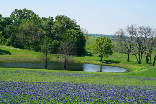 Texas Bluebonnet kır çiçekleri ile tam Bloom bahar mevsimi sırasında kırsalında nehir