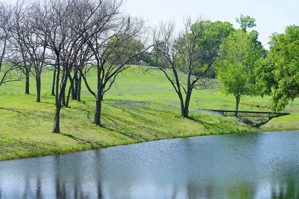 Brug Het Platteland Met Texas Bluebonnet Wilde Bloemen Volle Bloei — Stockfoto