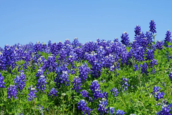 Zár Megjelöl Kilátás Texas Bluebonnet Wildflowers Tavaszi Időszakban — Stock Fotó