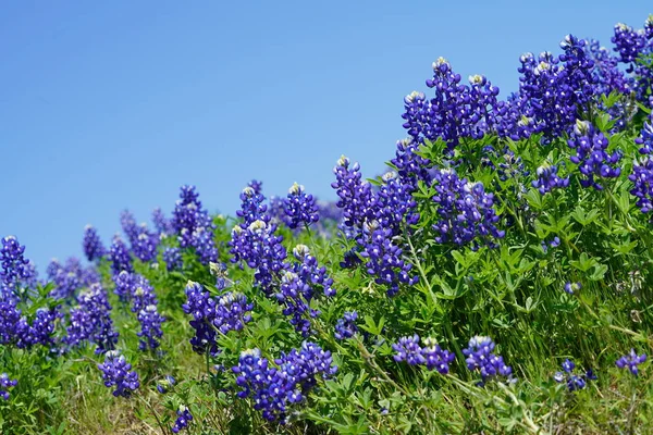 Zár Megjelöl Kilátás Texas Bluebonnet Wildflowers Tavaszi Időszakban — Stock Fotó