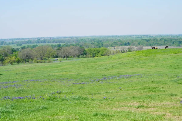 งหญ ดอกไม Bluebonnet ดอกไม บานในช วงฤด ใบไม — ภาพถ่ายสต็อก