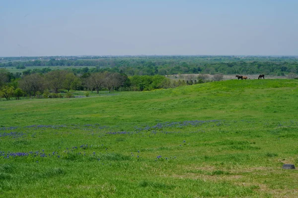 Wiese Mit Blauflossen Wildblumen Frühling — Stockfoto