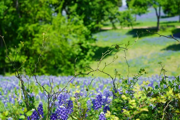 Zár Megjelöl Kilátás Texas Bluebonnet Wildflowers Tavaszi Időszakban — Stock Fotó