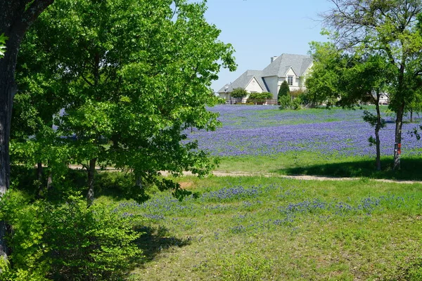 Nagy Ország Hazai Bluebonnet Vadvirágok Közel Ennis Texas Területén — Stock Fotó