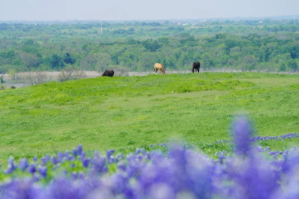 Ansicht Von Texas Bluebonnet Wildflowers Voller Blüte Während Der Frühlingssaison — Stockfoto