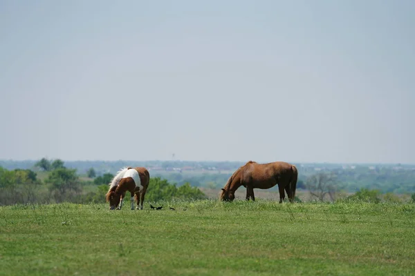 春の時間の中にエニス テキサスの近くの大きい馬 — ストック写真