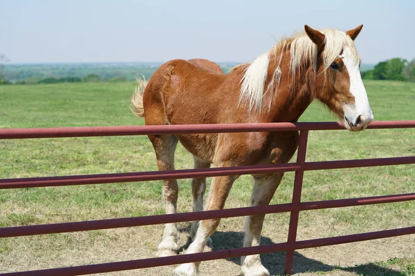 Grand Cheval Clôture Près Ennis Texas Printemps — Photo