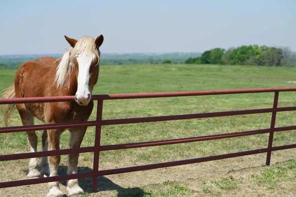 Großes Pferd Zaun Bei Ennis Texas Frühling — Stockfoto