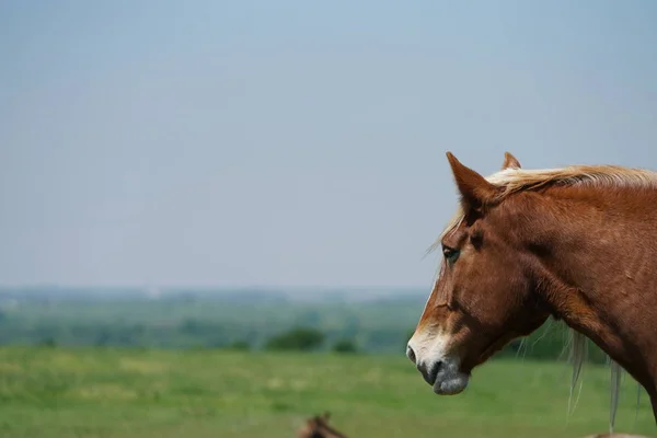 Großpferd Der Nähe Von Ennis Texas Frühling — Stockfoto