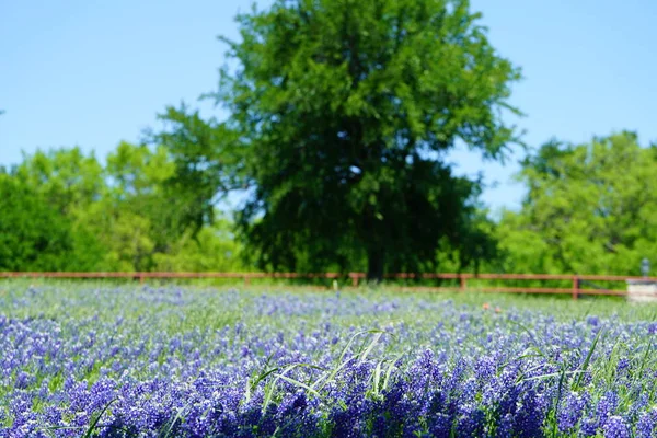 Prado Com Bluebonnet Flores Silvestres Florescendo Durante Primavera — Fotografia de Stock