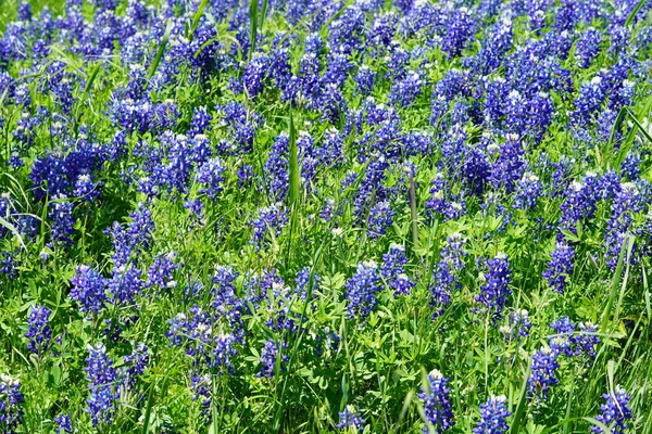 Закрыть Вид Дикие Цветы Texas Bluebonnet Весеннее Время — стоковое фото