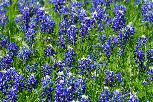Bahar süre boyunca Texas Bluebonnet kır çiçekleri görünümünü kapat 
