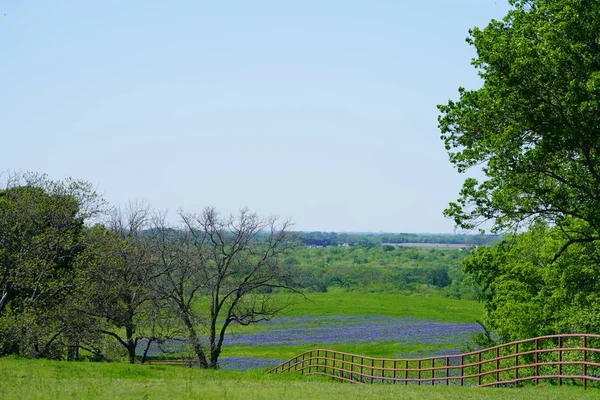 Луг Синими Полевыми Цветами Цветущими Весной — стоковое фото