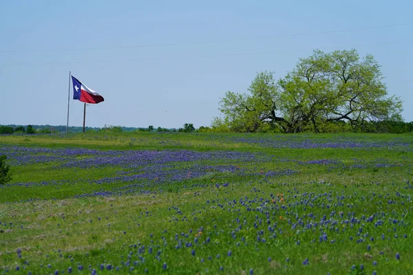 Техасский Флаг Развевающийся Ветру Цветущими Течение Весны Дикими Цветами Bluebonnet — стоковое фото