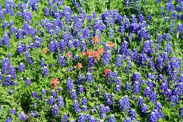 Закрыть Вид Дикие Цветы Texas Bluebonnet Весеннее Время — стоковое фото