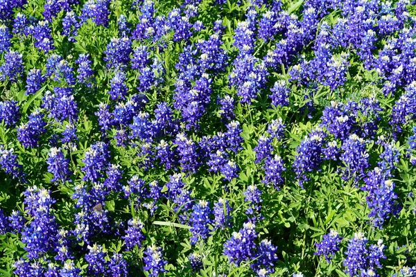 Close Van Texas Bluebonnet Wilde Bloemen Tijdens Lentetijd — Stockfoto