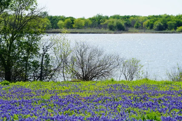 View along the river in Ennis, Texas Bluebonnet Trails during spring time