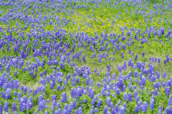 Vista Vicino Dei Fiori Selvatici Del Texas Bluebonnet Durante Periodo — Foto Stock