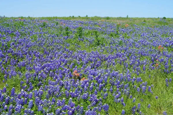 Prato Con Fiori Selvatici Bluebonnet Fioritura Durante Periodo Primaverile — Foto Stock