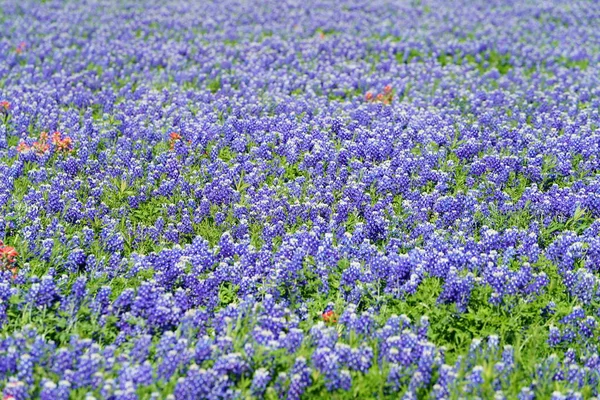 Veduta Prato Mescolato Con Inidan Paintbrush Fiori Bluebonnet Durante Primavera — Foto Stock