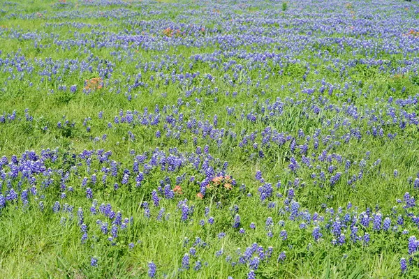 Uitzicht Een Weide Gemengd Met Inidan Penseel Bluebonnet Bloemen Het — Stockfoto