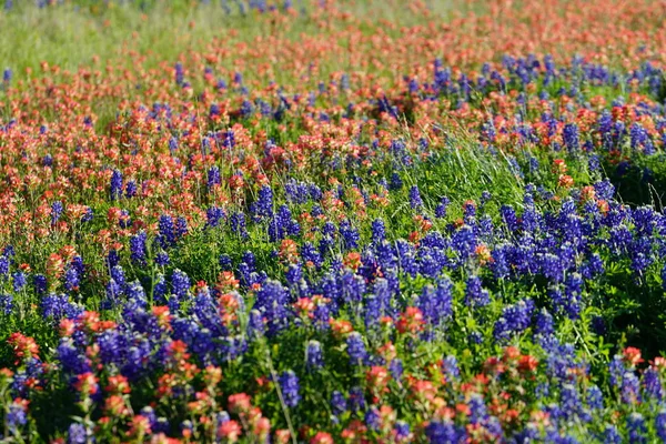 Uitzicht Een Weide Gemengd Met Inidan Penseel Bluebonnet Bloemen Het — Stockfoto