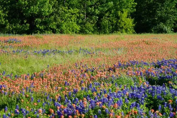 Uitzicht Een Weide Gemengd Met Inidan Penseel Bluebonnet Bloemen Het — Stockfoto