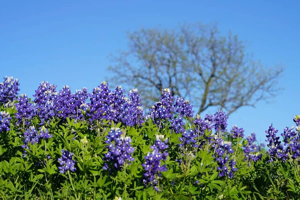 Vista Perto Texas Bluebonnet Flores Silvestres Durante Primavera — Fotografia de Stock