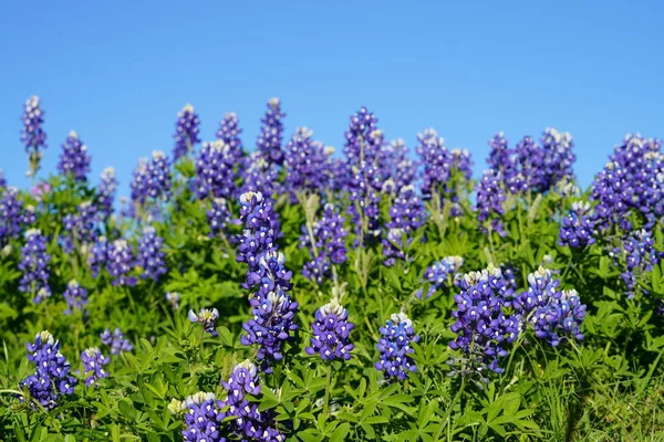 Zár Megjelöl Kilátás Texas Bluebonnet Wildflowers Tavaszi Időszakban — Stock Fotó