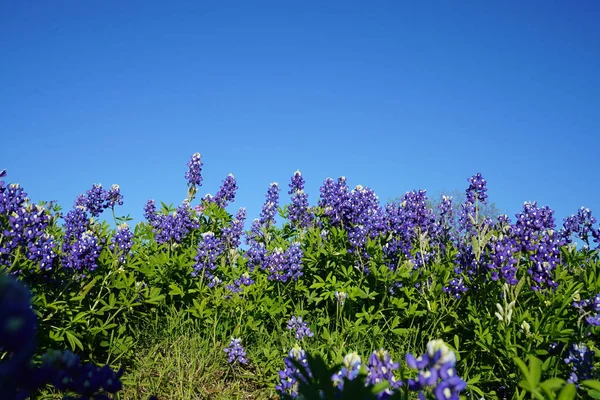 Κλείνω Πάνω Θέα Του Τέξας Bluebonnet Αγριολούλουδα Κατά Διάρκεια Του — Φωτογραφία Αρχείου