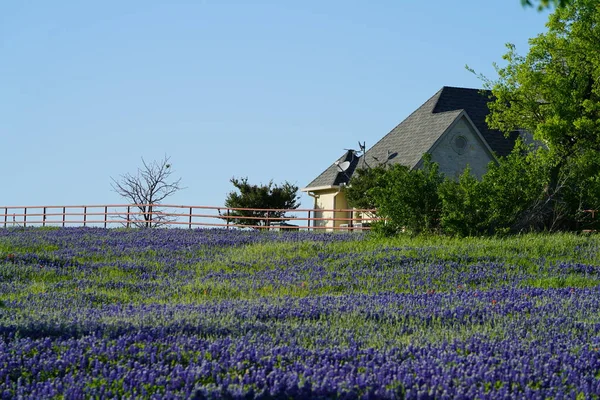 在德克萨斯州埃尼斯附近拥有蓝帽野花田的大型乡村家园 — 图库照片