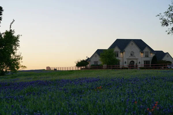 Geweldige Lavendel Veld Met Groen Blauwe Hemelachtergrond — Stockfoto