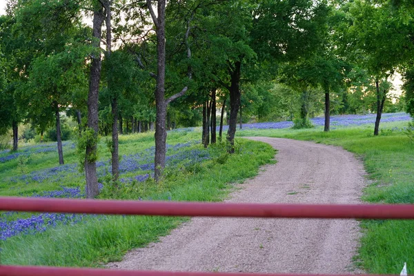 Kis Úton Keresztül Bluebonnet Vadvirágok Tavasszal Közel Ennis Texas — Stock Fotó