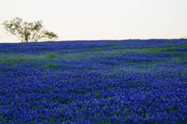 Amazing Lavender Field Greenery Blue Sky Background — Stock Photo, Image