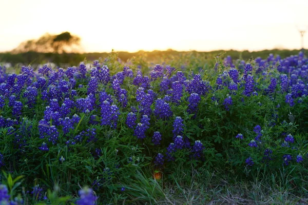 Fantastiska Lavendelfält Med Grönska Och Blå Himmel Bakgrund — Stockfoto