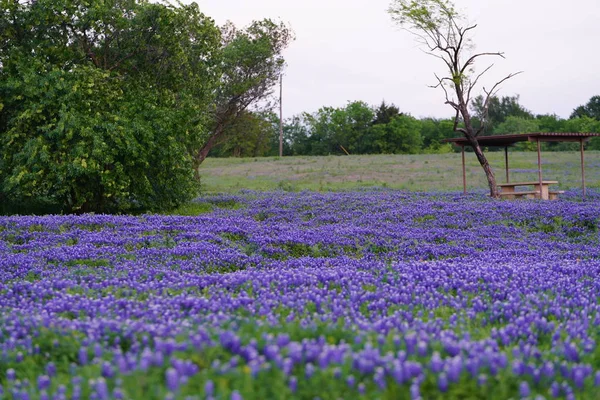 Campo Lavanda Incrível Com Vegetação Fundo Azul Céu — Fotografia de Stock